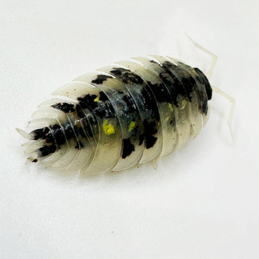 Oniscus Asellus